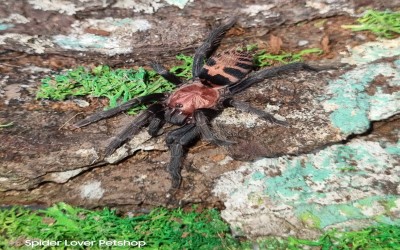 Davus pentaloris sling 1 cm tarantula 